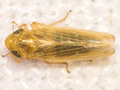 Psammotettix cephalotes
